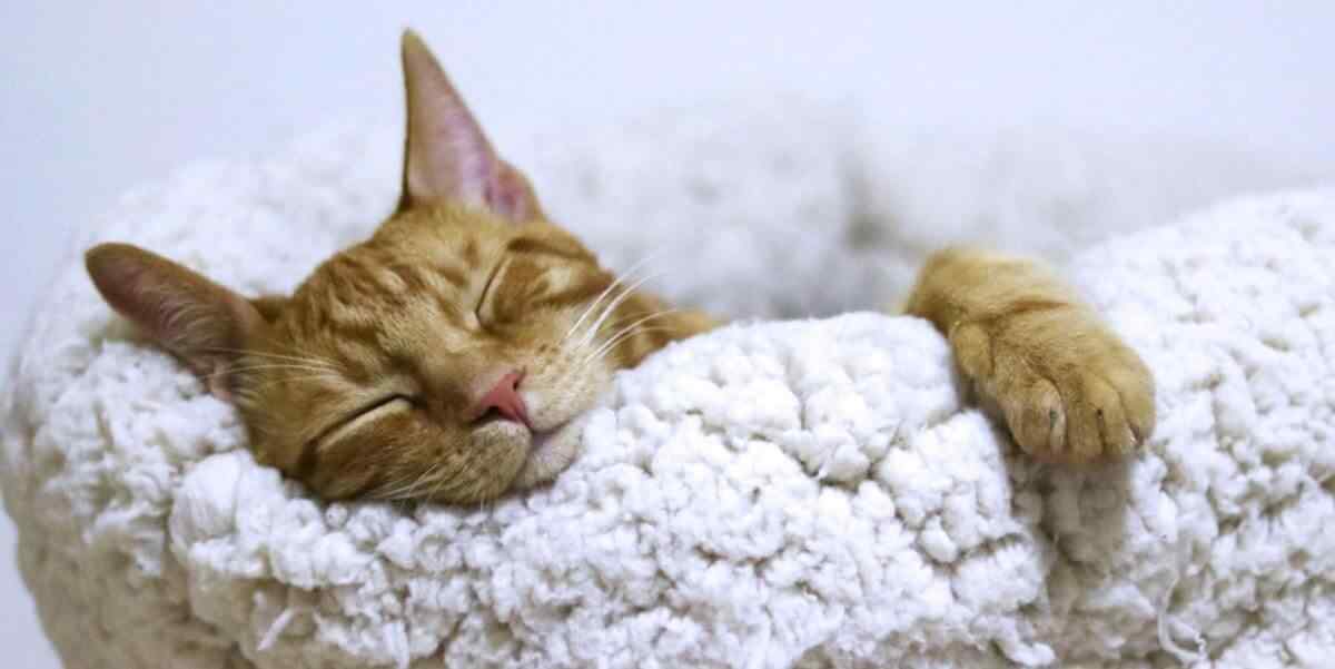 sin or slim cat sleeping, getting enough sleep. keto flu cure